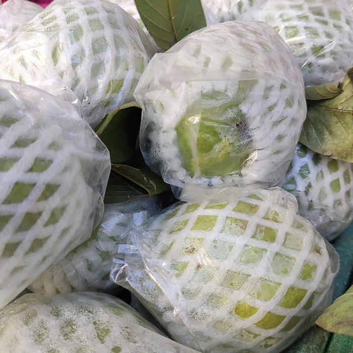 Ôi Nữ Hoàng